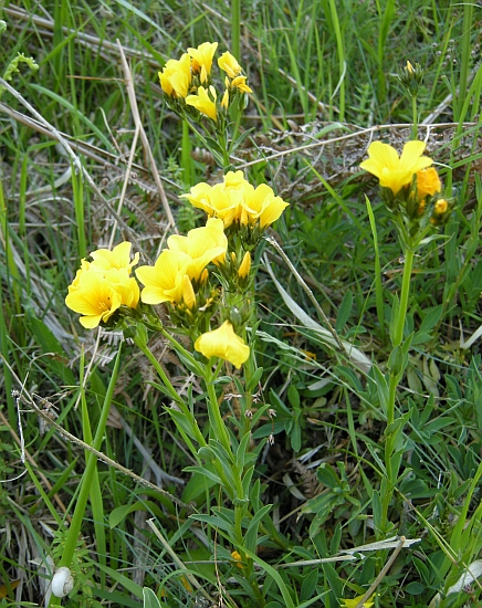 Linum capitatum / Lino capitato